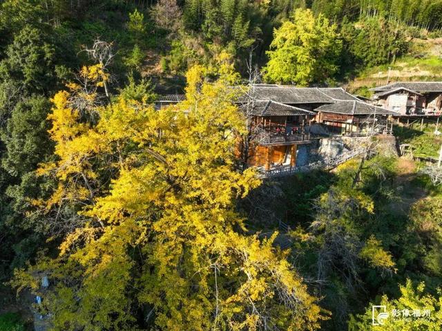 福州现存数量最多！古银杏迎来最佳观赏期