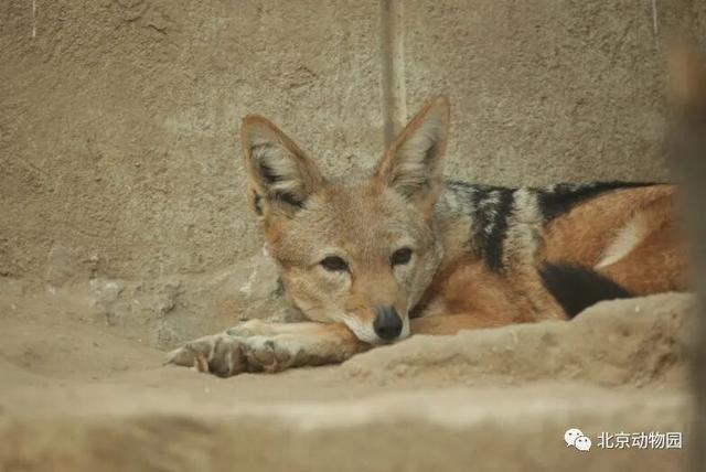 “疯狂动物城”原型，在北京找到了！