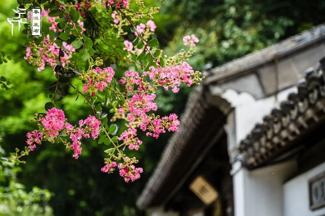 秦淮花事｜紫薇