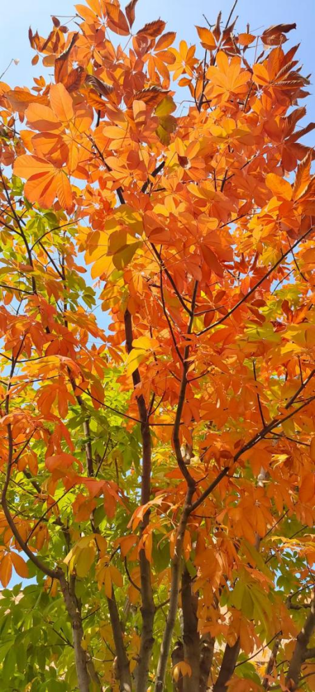 全网一致认定：最短的秋天，才是最贵的奢侈品