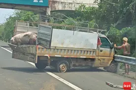 “二师兄”在海南高速路上乱跑 原因竟是……图片