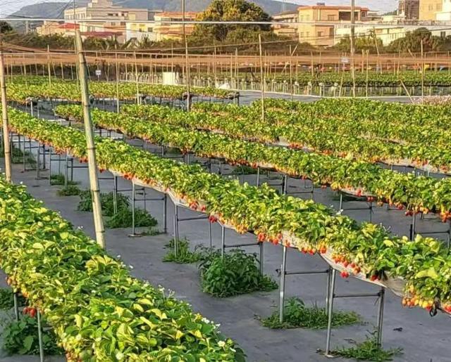 藏不住了！新会人身边的“欢乐农场”！