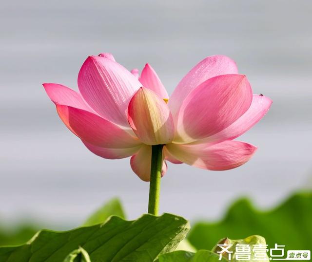 壹点号·秀山东|大明湖的荷花之美，早已融入济南的城市灵魂