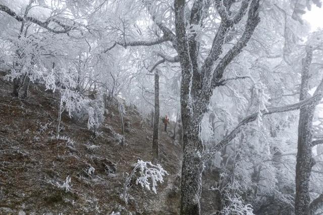 冬日限定！贵州的雾凇秘境藏不住了