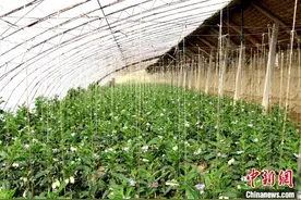 甘肃民勤：戈壁滩上的“中国人参果之乡”图片