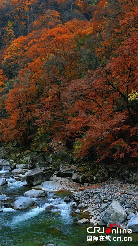 台湾自媒体人点赞四川光雾山绝美秋色（两岸关系）