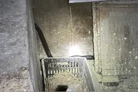 眼镜王蛇深夜“吃鸡” 110摇来119求助图片