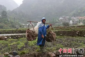 广西恭城县三江乡抢抓时机种植香芋图片