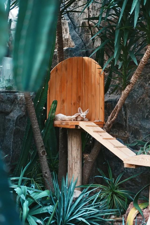 江宁“疯狂动物城”