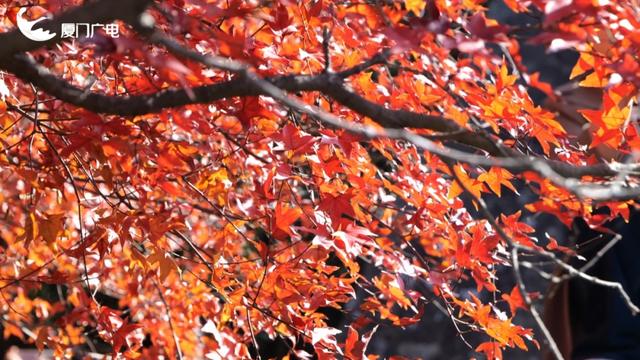 不必北上也能赏红叶？厦门这处打卡点火了！园方紧急提醒→