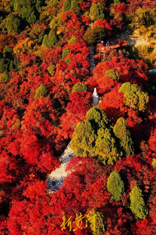 霜降将至！中国五大红叶观赏地石门坊迎“全红时刻”，“齐鲁红叶之冠”尽显“当红不让”