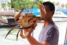 东海渔民捕到4斤重的“青蟹王”，专家：4年前发现过同款已做标本图片