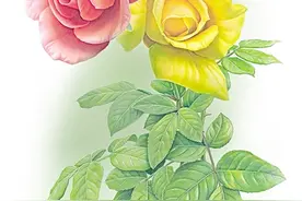 月季花开  姿态万千（把自然讲给你听）图片