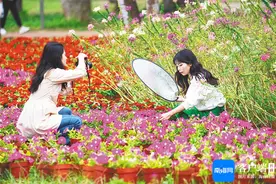 文化周刊丨花漾海南图片