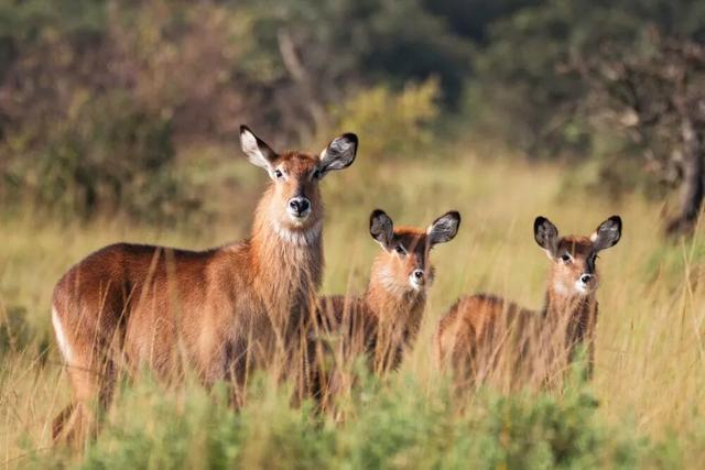 去肯尼亚看动物，为什么让年轻人热泪盈眶？