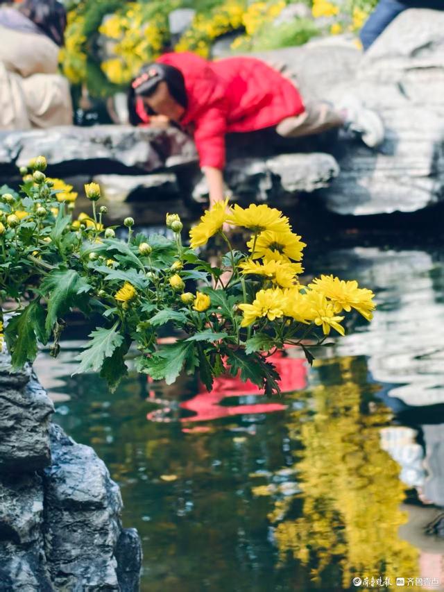 秋高气爽，济南观泉赏菊好时光