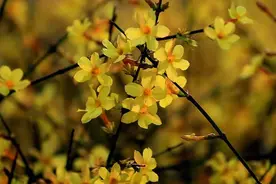 双园春色绘就"繁花"胜景｜青岛马山公园&环秀湖体育休闲公园赏花全攻略，一键解锁烂漫花海图片