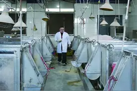 “养猪博士”的科研日常图片