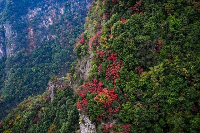 红了三峡 火了县域 富了百姓——重庆巫山以红叶为媒释放文旅新动能
