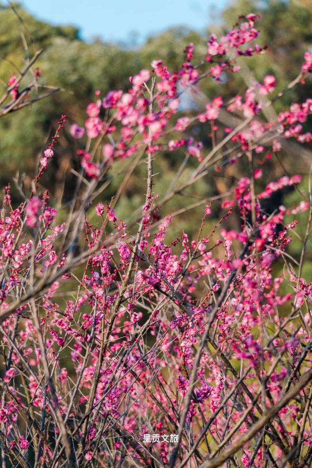 冬樱花、梅花、郁金香、虞美人......昆明最全赏花攻略请查收