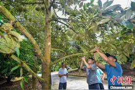 国产榴莲批量上市 “树上熟”受消费者青睐图片
