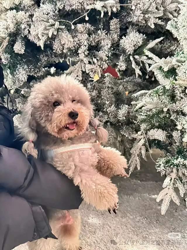 大雪突袭淮安，水渡口变身“雪渡口”！