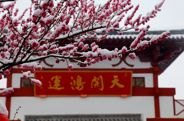 梅雪相映绘就诗意画卷！济南红叶谷梅花进入最佳观赏期