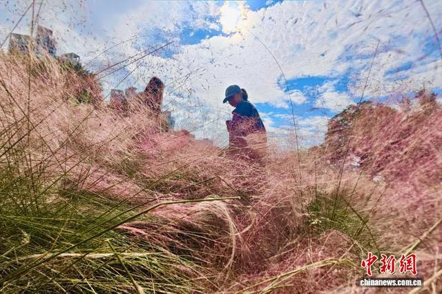福州乌龙江湿地公园冬季美景引游人