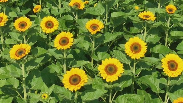 四川德昌：向日葵花海最佳观赏期 四面八方游客纷至沓来