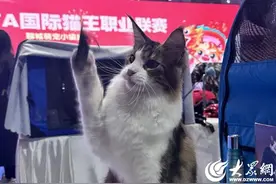 中国CFA国际猫王职业联赛聊城赛举行，111只“喵星人”高萌来袭图片