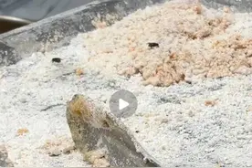 入职当晚便离职！实习生曝正新鸡排苍蝇污染食物、30天不换油等食安问题图片