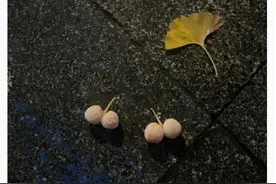 不要捡，不要吃！街头正大量出现，又有人紧急送医图片