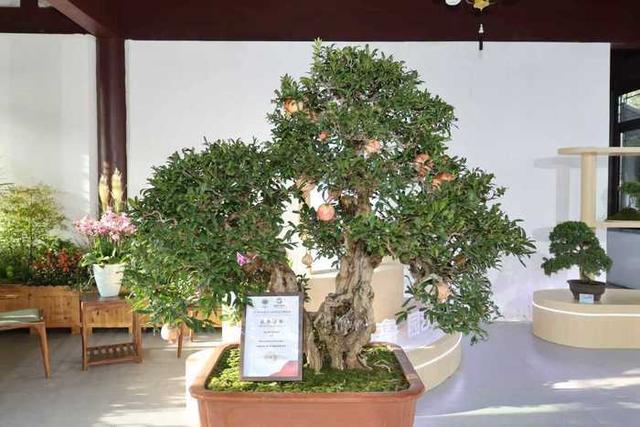 5大展区亮点纷呈！济南起步区鹊山生态文化区藏着“齐鲁园林盛宴”