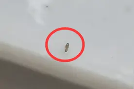 大连一居民家出现密密麻麻小虫，每天清理，却越来越多图片