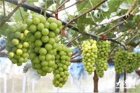 广饶农商银行：一串葡萄带富一方人图片