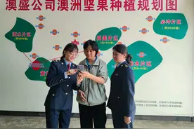 阳江阳春：税“惠”坚果种植好“丰”景图片