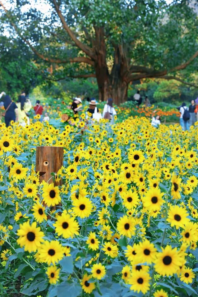 行摄 | 美爆了！秋日花海，限时上映