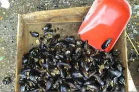 这种海鲜近期慎食，毒素超标！专家解读来了→图片