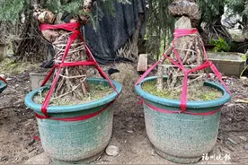 “福州产”澳洲杉盆景观赏绿植畅销各地 培育基地全国最大图片