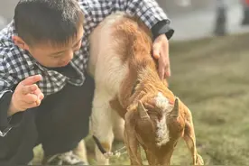 “走，放羊去！” 这所特校的“养·植”课程活动有点意思图片