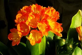 一朵花读懂一座城｜长春·君子兰图片