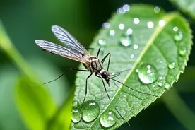 最新“蚊子地图”公布！广东气温持续回升，街坊们注意防蚊灭蚊图片