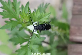 【生态保护】以虫治虫 ！阿哈湖公园采用花绒寄甲精准防治星天牛图片