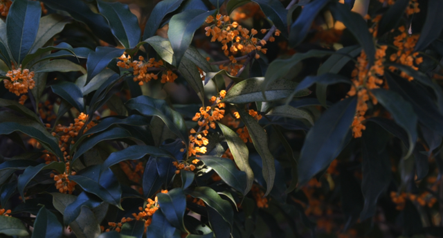 香香香！“秋日限定香”太上头了↗↗但路边的桂花能捡回家吃吗？别捡！别吃！