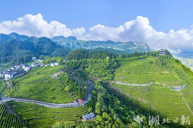 夷陵：坝上茶园风景美