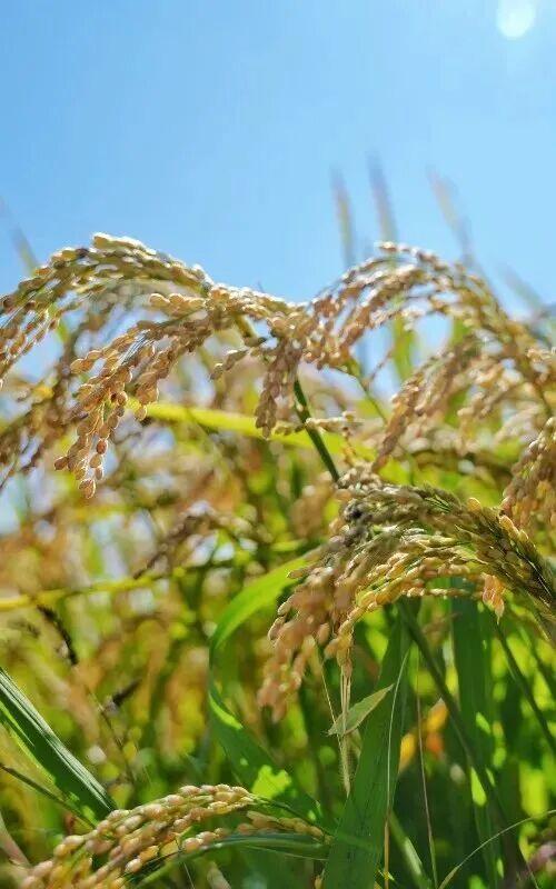 【金秋秘境·漫游奇遇】乡韵秋叙——朝鲜族风情田园诗篇