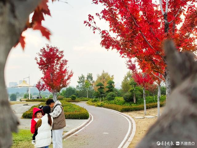 滨河公园枫叶红，多彩秋意景色浓