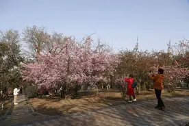 走花路｜春风吹绽“花经济”，成都各地赏花方式创意无限图片