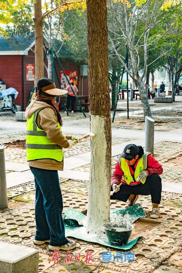金叶翩跹映泉城，广场银杏醉游人