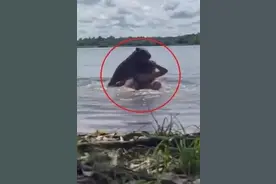 女子在哥伦比亚湖中游泳时被“卡皮巴拉”啃咬头部图片